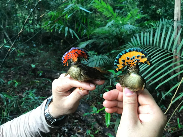 two tropical birds with red and orange plumage photo by Lukas Musher